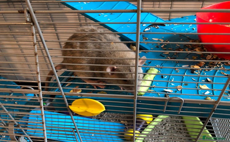 Rat rodents - Advert 2