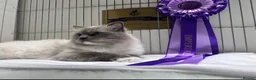 Ragdoll cats for sale: 2 beautiful ragdoll‘s girls for sale  - Advert 14