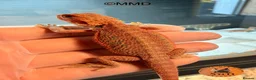 Bearded Dragon reptiles for sale: G stripe Baby Bearded Dragons available - Advert 9