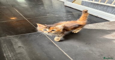 Maine Coon cats - Advert 2