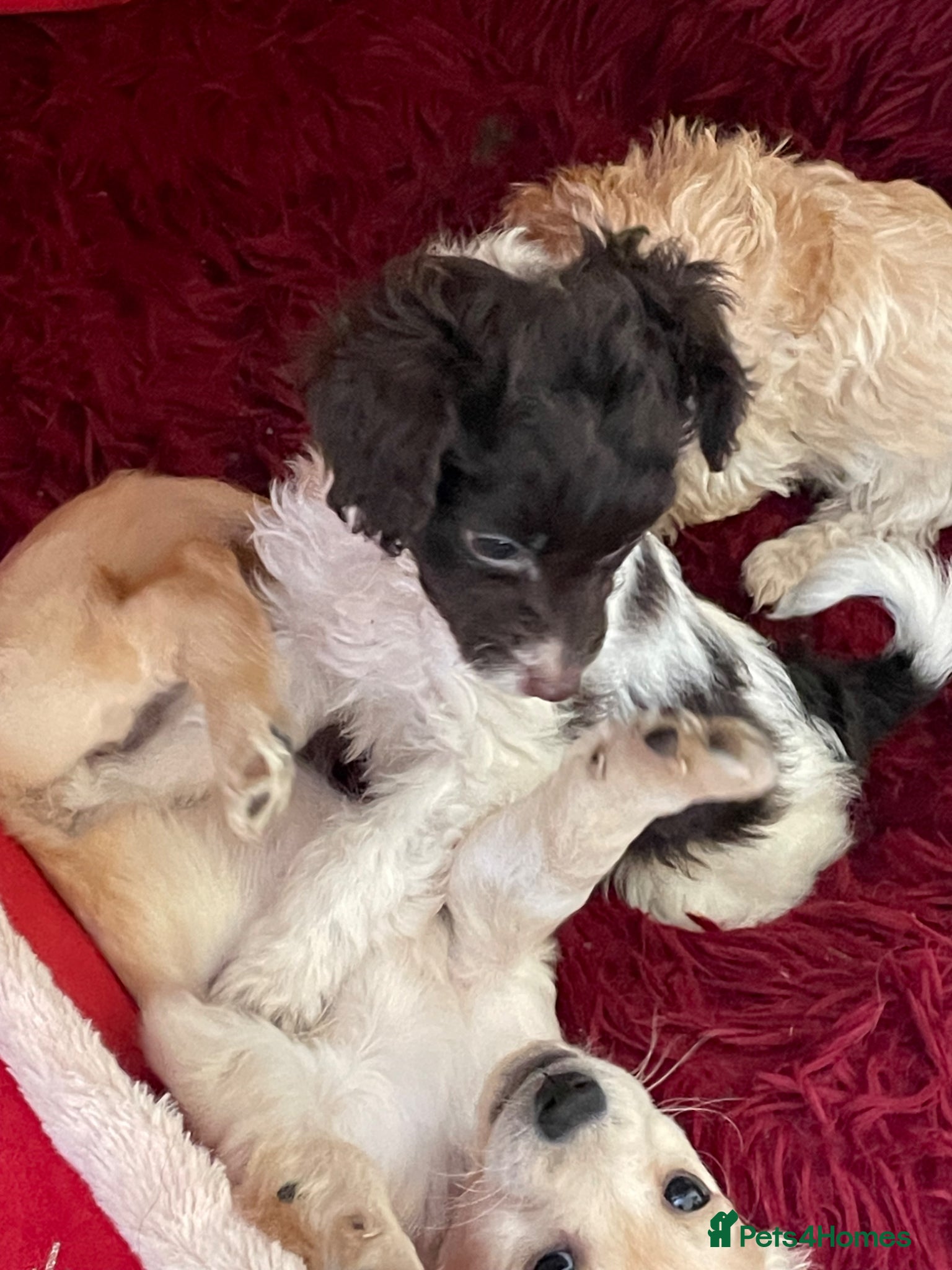 Cockapoo dogs Miniature cockapoos for sale  - Advert 9