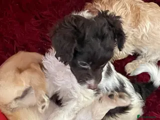 Cockapoo dogs Miniature cockapoos for sale - Advert 9