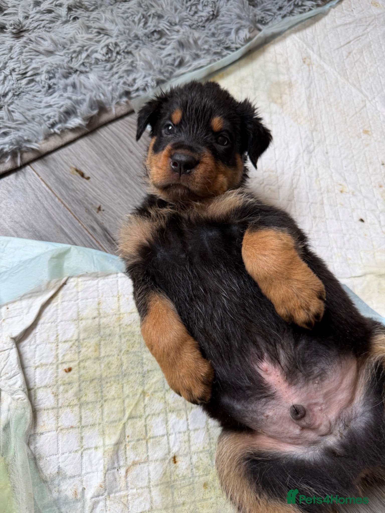 Rottweiler dogs Reduced ❤️8 Rottweiler Puppies ❤️   - Advert 1