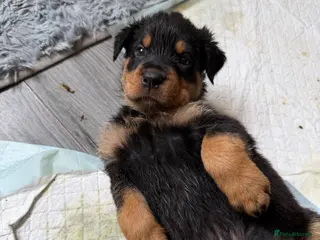 Rottweiler dogs Reduced ❤️8 Rottweiler Puppies ❤️ - Advert 11