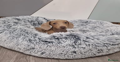 Dachshund dogs 🩷lovely Dachshund Puppy’s Ready For New homes🩷 - Advert 3