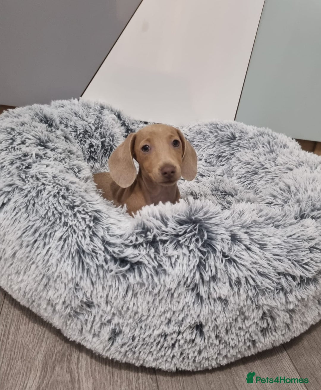 Dachshund dogs for sale: 🩷lovely Dachshund Puppy’s Ready For New homes🩷 - Advert 3