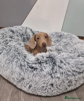 Dachshund dogs 🩷lovely Dachshund Puppy’s Ready For New homes🩷 - Advert 3