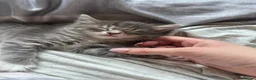Mixed Breed cats for sale: 4 affectionate, friendly, and playful kittens! - Advert 3