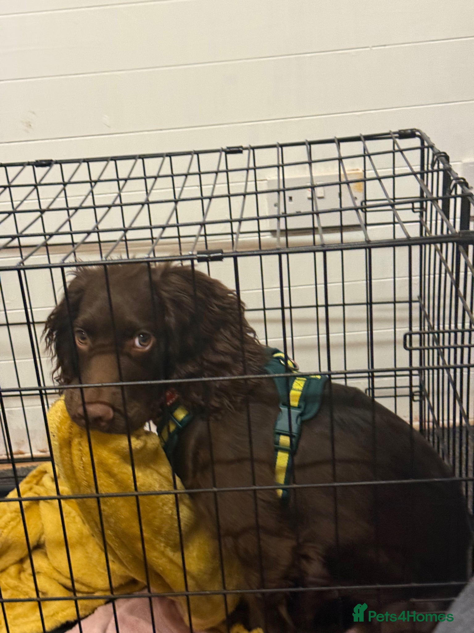 Cocker Spaniel dogs for sale: Beautiful cocker male - Advert 5