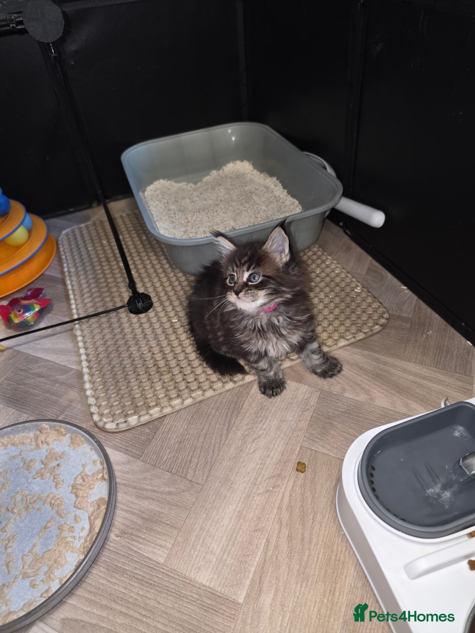 Maine Coon cats Maine Coon Registered TICA - Advert 2