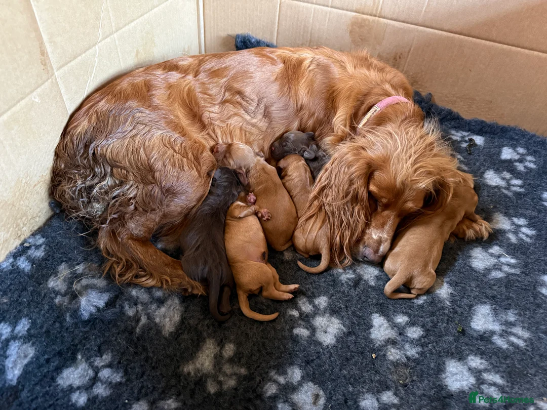 Cocker Spaniel dogs for sale: Ms Jacky Wallbridge  - Advert 4