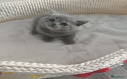 Scottish Fold cats for sale: Scottish fold blue for sale  - Image 4