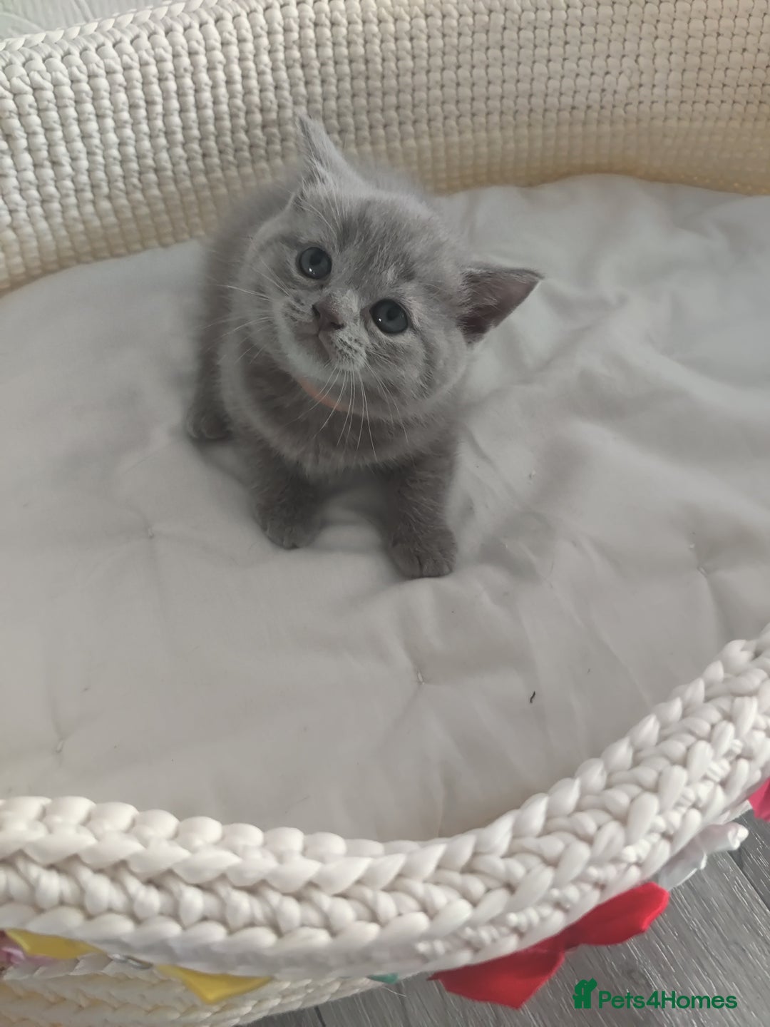 Scottish Fold cats for sale: Scottish fold blue for sale  - Image 4