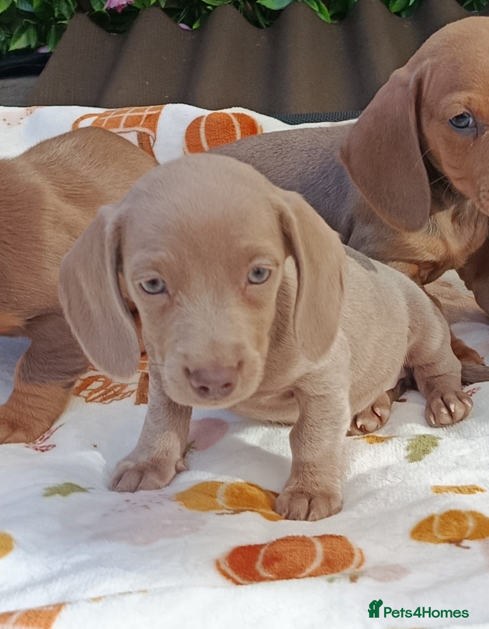 Dachshund dogs QUALITY SOLID COLOUR MINI DAXIS KC REG - Advert 2