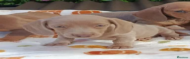 Dachshund 5
