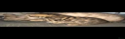Bengal cats for sale: Beautifully Pure Brown Rossete Bengal girl - Advert 5