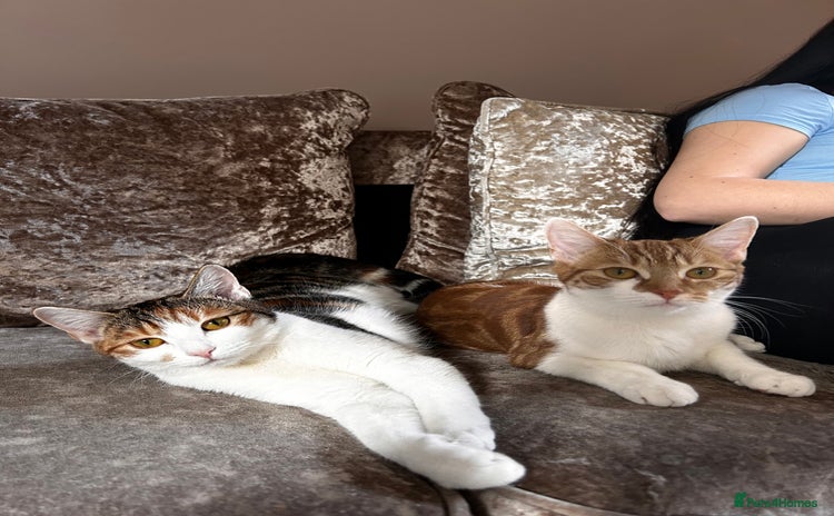 Domestic Shorthair cats - Advert 1