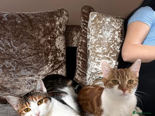 Domestic Shorthair cats - Advert 7