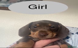 Miniature Dachshund dogs for sale: Ready now kennel club dachshund puppys PRA clear  - Image 31