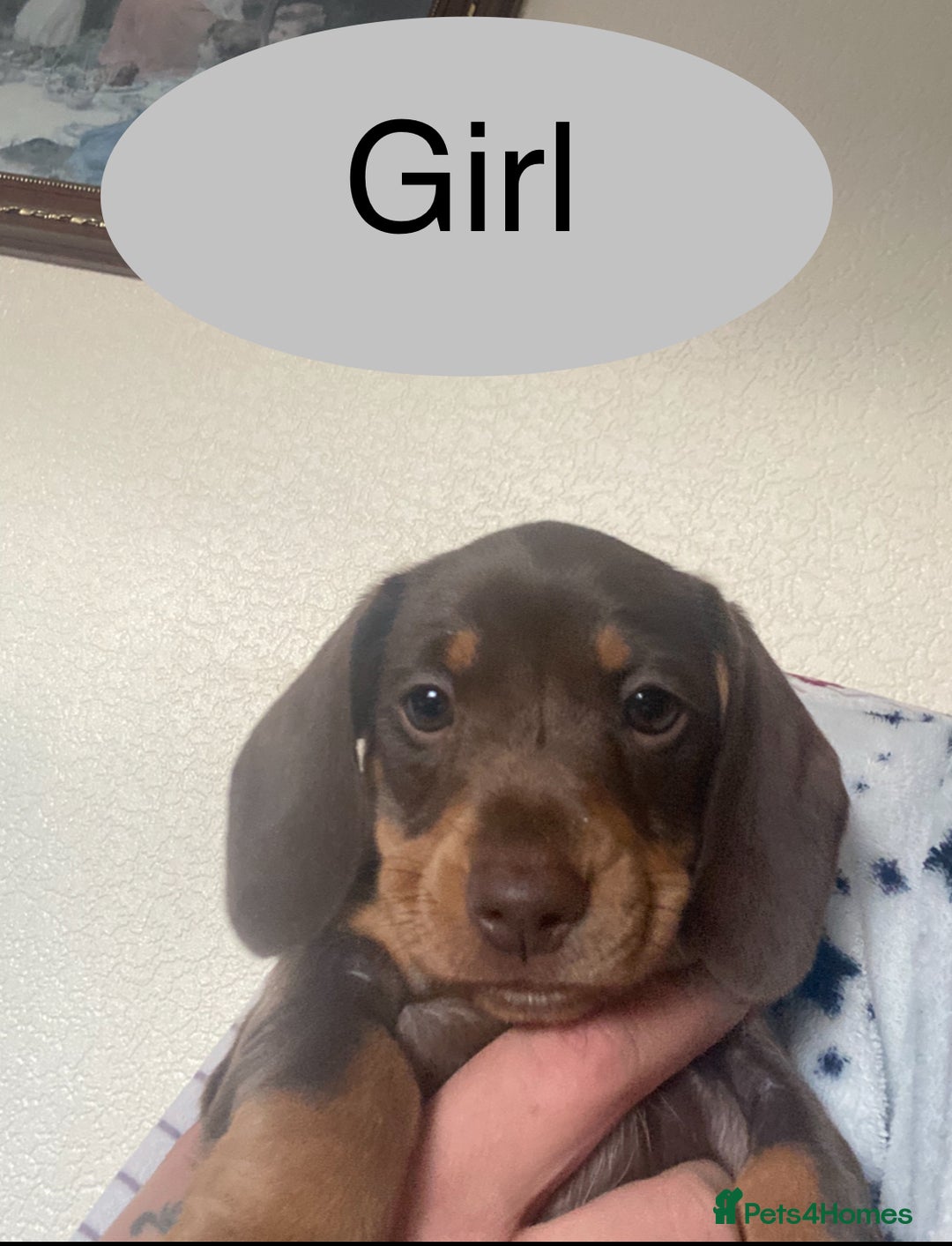 Miniature Dachshund dogs for sale: Ready now kennel club dachshund puppys PRA clear  - Image 31