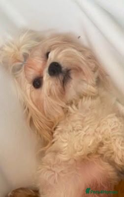 Maltipoo dogs DNA Asian maltipoo puppies  - Advert 2