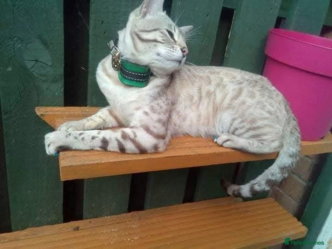 Siamese cats for sale: EXCEPTIONAL SNOW KITTENS WITH BRIGHT BLUE EYES - Advert 11