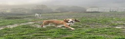 Mixed Breed dogs for adoption: Txiru in Woolacombe - Advert 10
