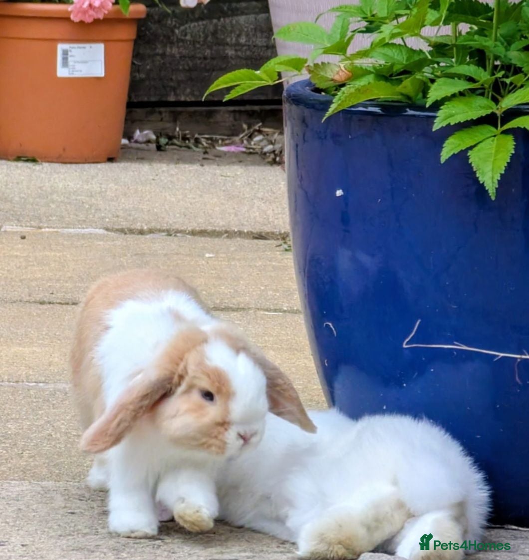 Mini Lop rabbits 2x PURE BRED mini lops - Advert 1