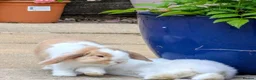 Mini Lop rabbits for sale: 2x PURE BRED mini lops - Advert 1