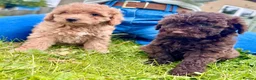 Cavapoo dogs for sale: F2 cavapoo boys  - Advert 5