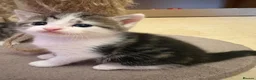Mixed Breed cats for sale: Kittens in Manchester - Advert 5