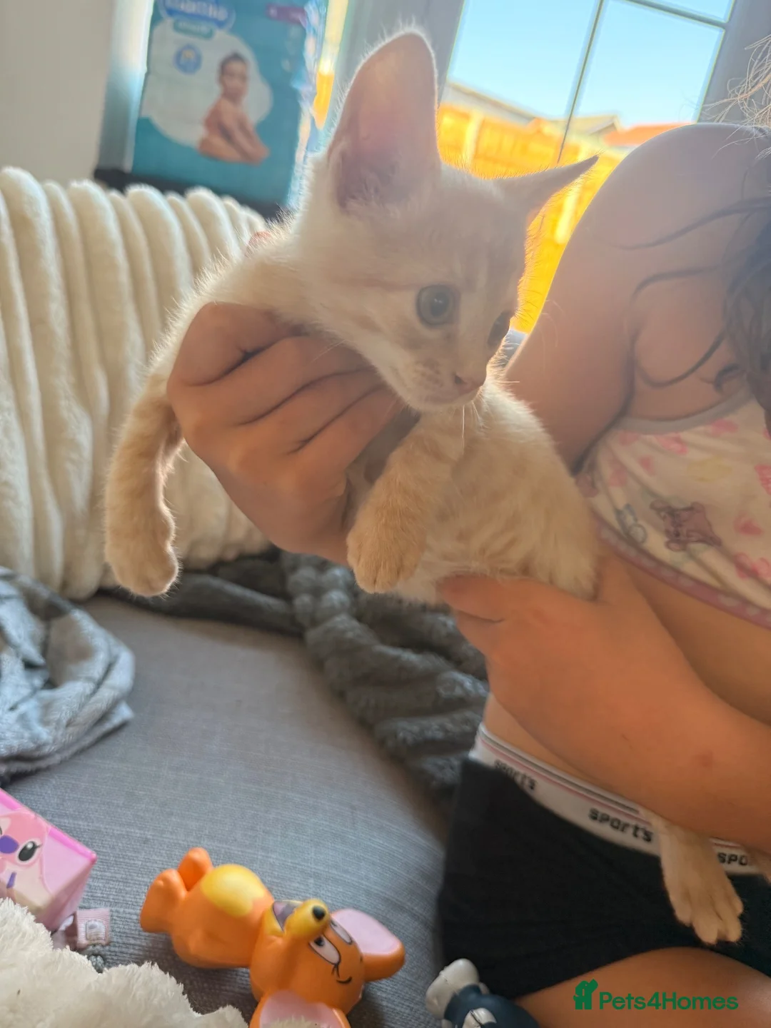 Mixed Breed cats for sale: This is Mia  - Advert 3