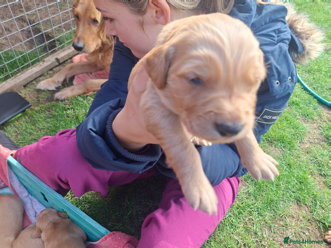 Golden Retriever dogs for sale: Working golden retriever puppies for sale  - Image 11