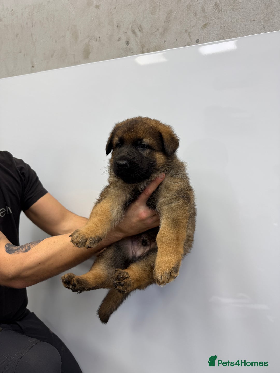 German Shepherd dogs for sale: Male german shepherd - Advert 2