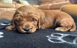 Cockapoo dogs for sale: Gorgeous F2 Cockapoo Puppies - Image 7
