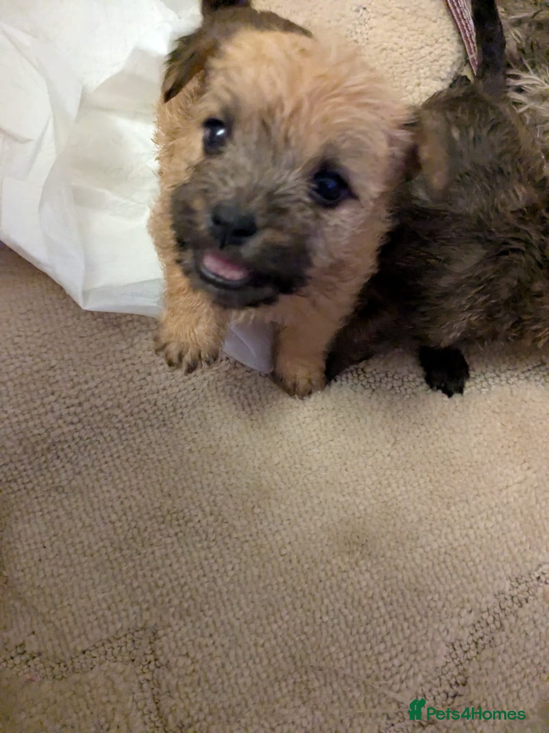 Mixed Breed dogs for sale: Norfolk terrier cross cairn terrier  - Image 4