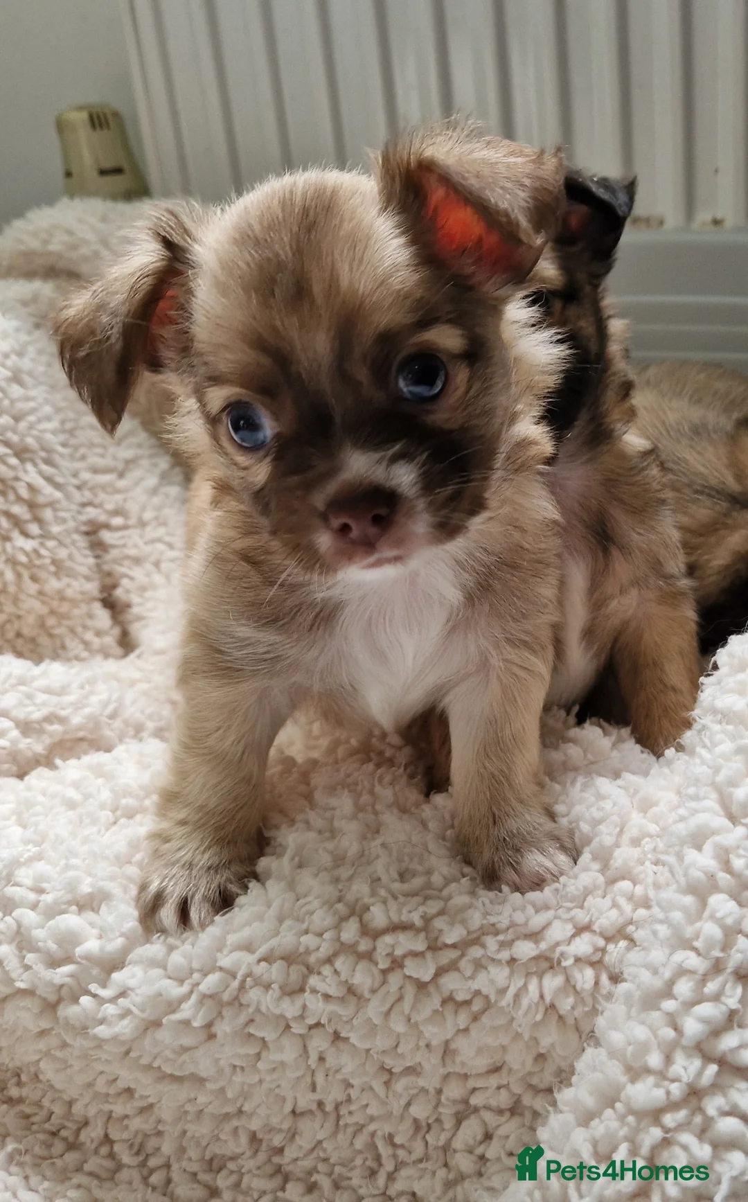 Chihuahua dogs for sale: Chihuahua puppy's  - Advert 41
