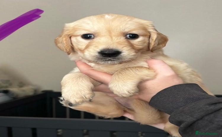 Golden Retriever dogs - Advert 1