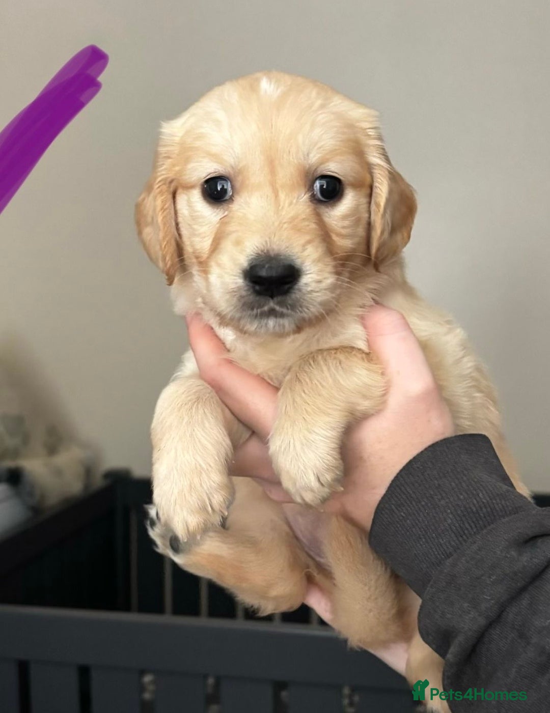Golden Retriever dogs for sale: ⭐️ Golden Girl Ready Now ⭐️ - Image 1