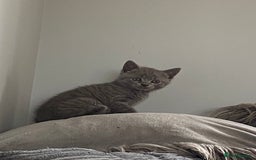 British Shorthair cats for sale: Beautiful litter of British blues  - Image 13