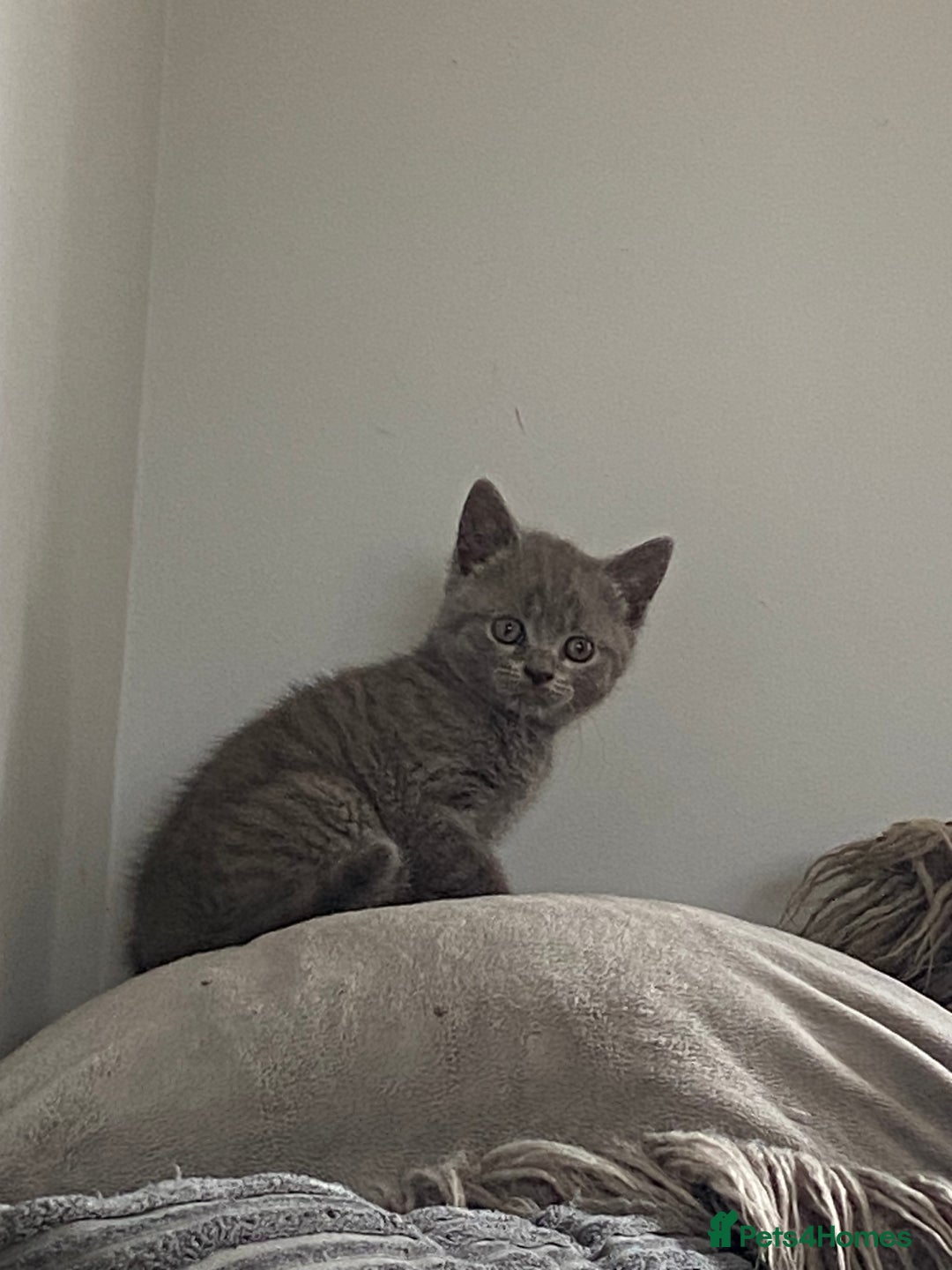 British Shorthair cats for sale: Beautiful litter of British blues  - Image 13