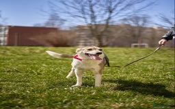 Mixed Breed dogs for adoption: 💖🐶 NINA 🐶💖 - Image 5