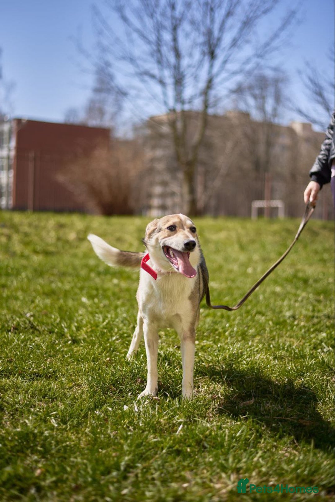 Mixed Breed dogs for adoption: 💖🐶 NINA 🐶💖 - Image 5