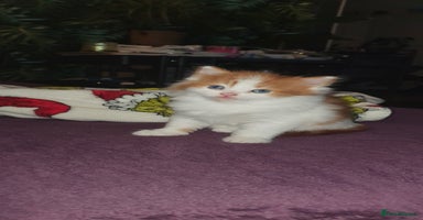 Persian cats PERSIAN CROSS KITTEN BABIES - Advert 7