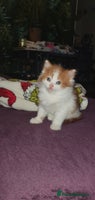 Persian cats PERSIAN CROSS KITTEN BABIES - Advert 2