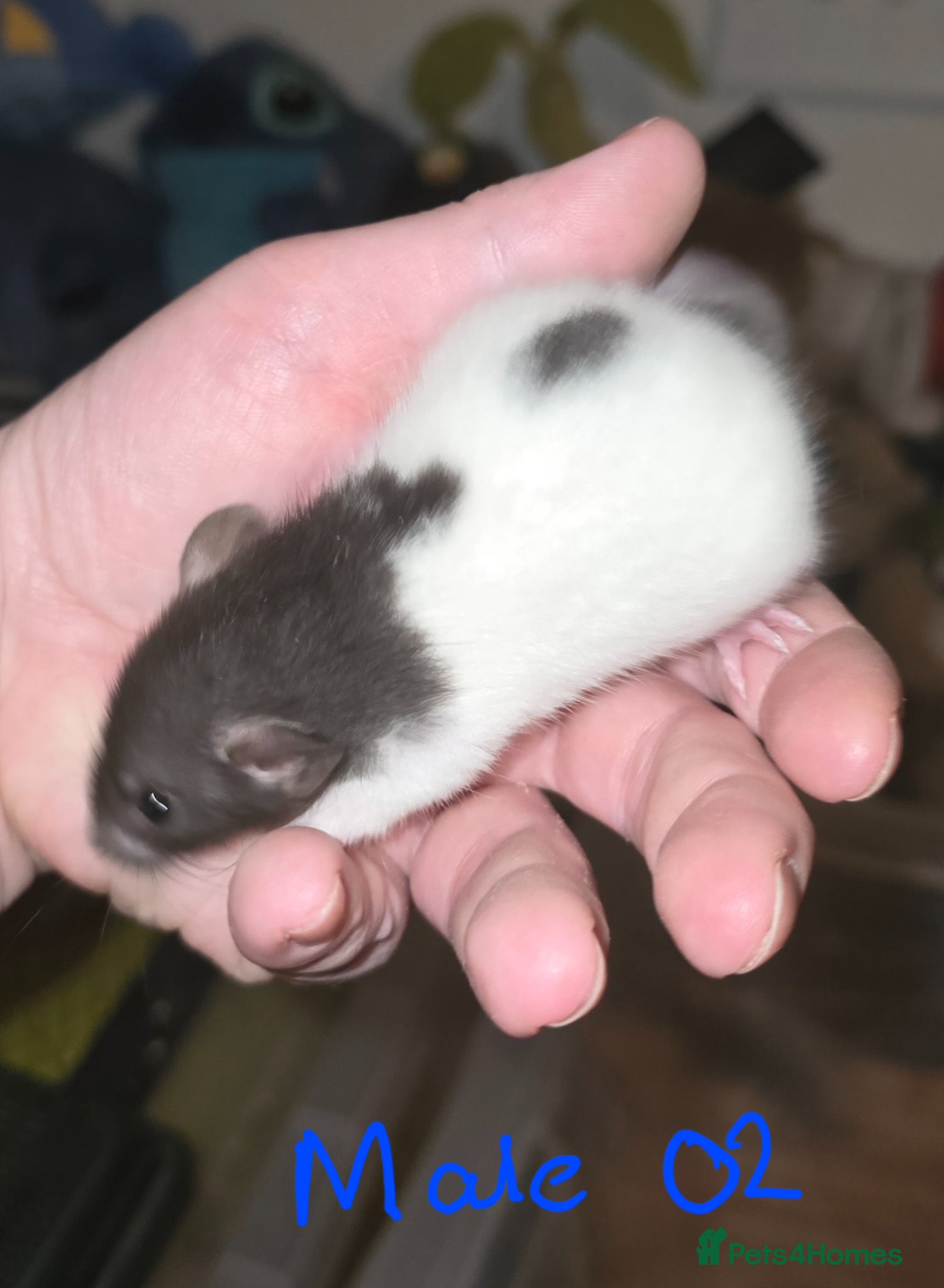 Rat rodents Gorgeous Baby Rats, Ready to Reserve  - Advert 2