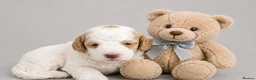 Cockapoo dogs for sale: Merles Blondes Apricots F2 Cockapoo Puppies  - Advert 24