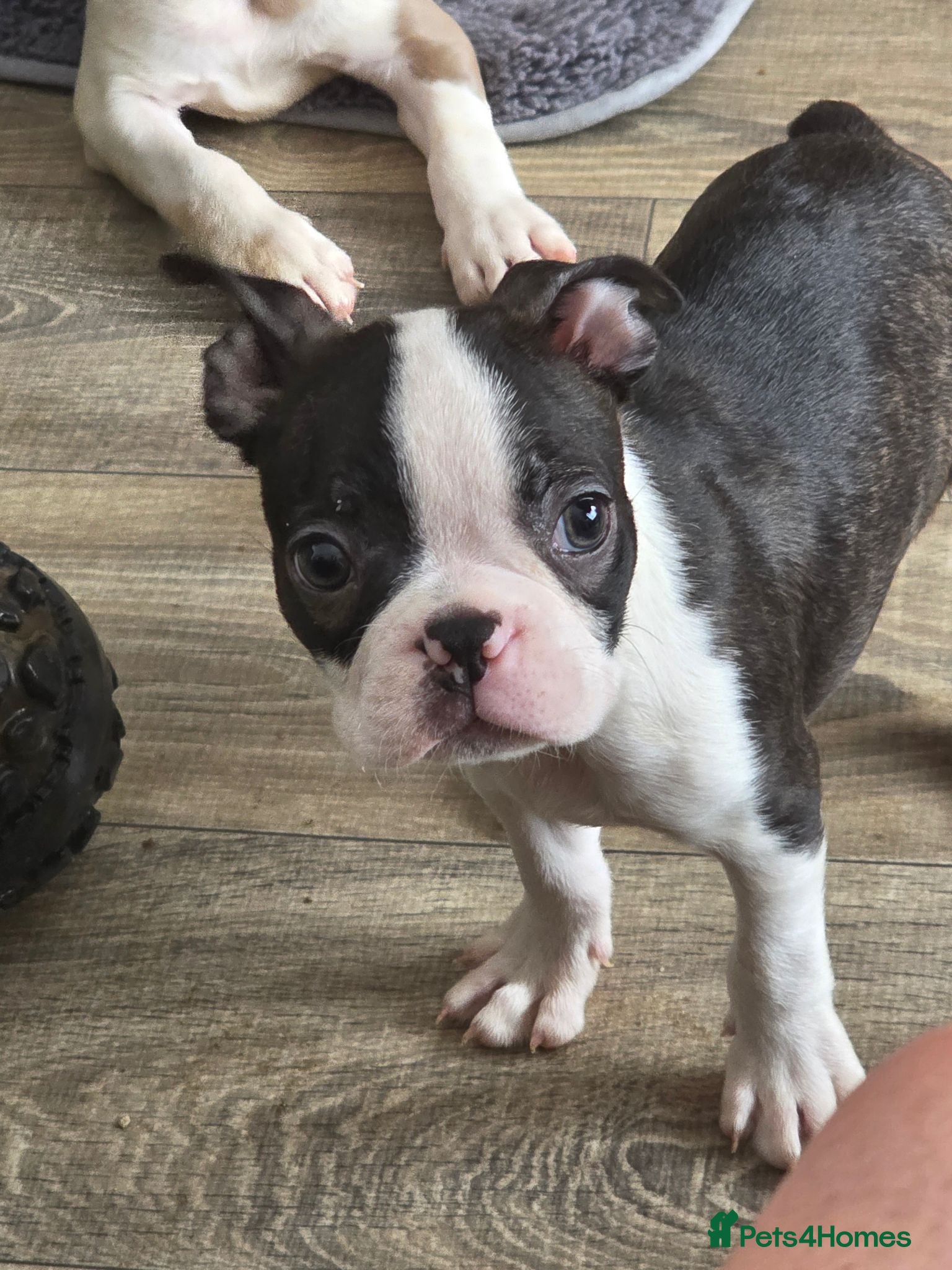Boston Terrier dogs Ready now Stunning KC Boston Terrier puppies - Advert 1