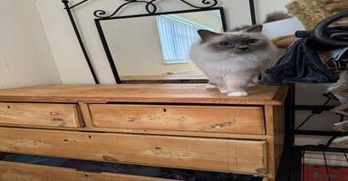 Birman cats - Advert 7