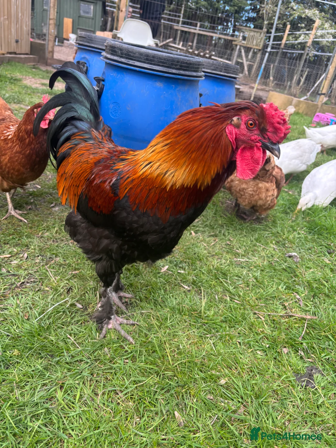 Chickens poultry for sale: Cockerel free to good home  - Advert 2